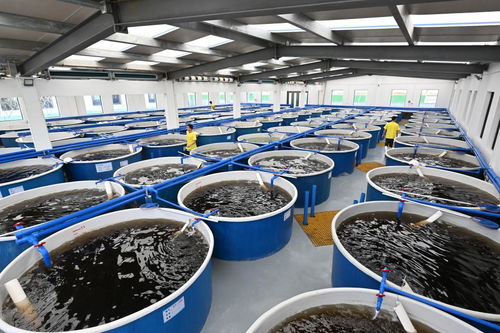 奋进新征程 建功新时代丨探索生态养殖的 绿色之变 海南文昌创新推动海水养殖综合整治